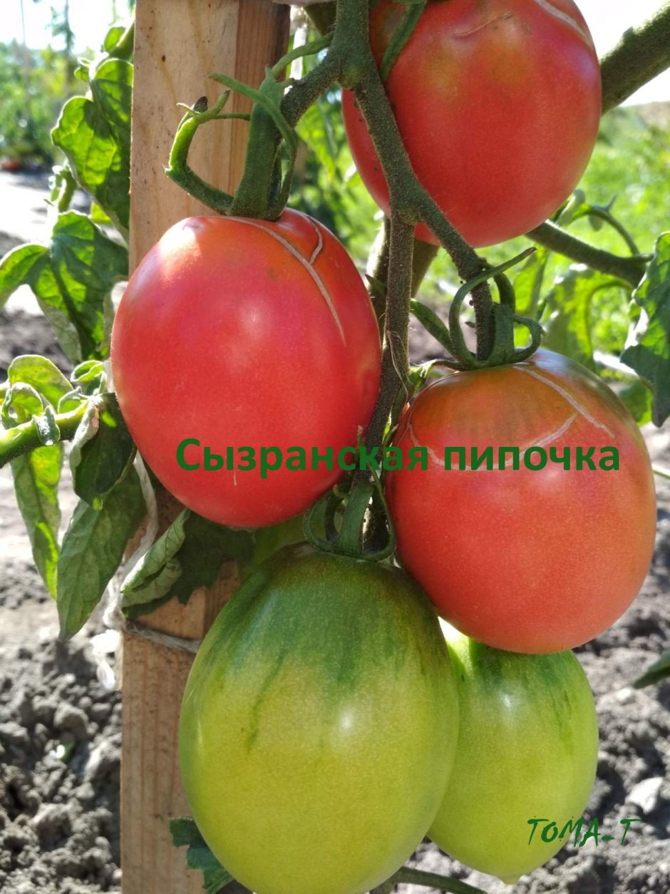 Сорт помидоров Сызранская пипочка