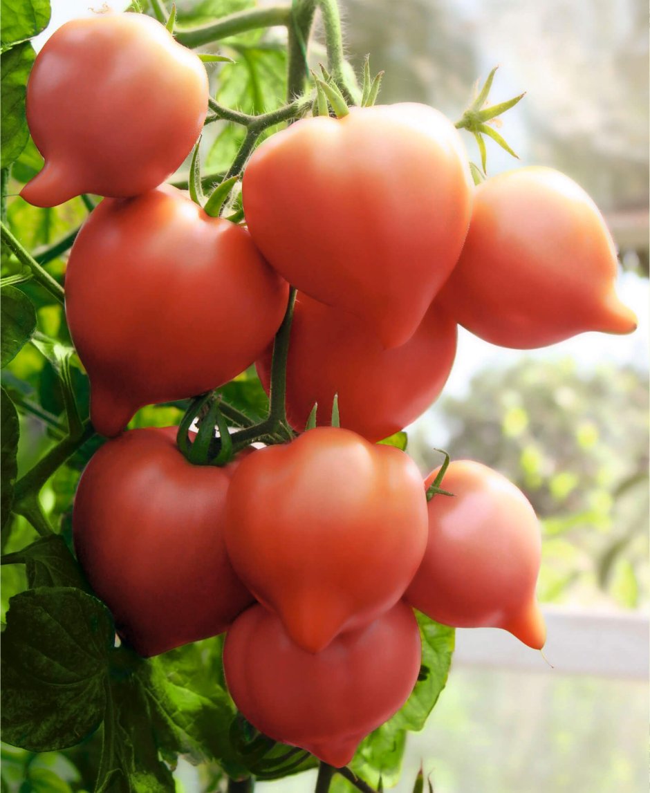 Сорт томатов дамские пальчики