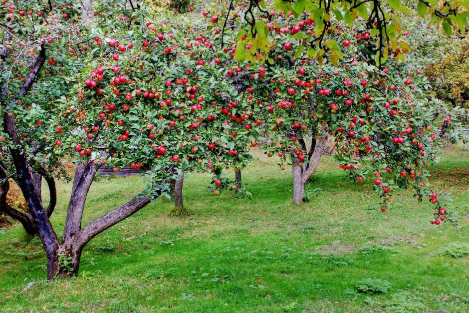 Яблоня "Malus" плодовая