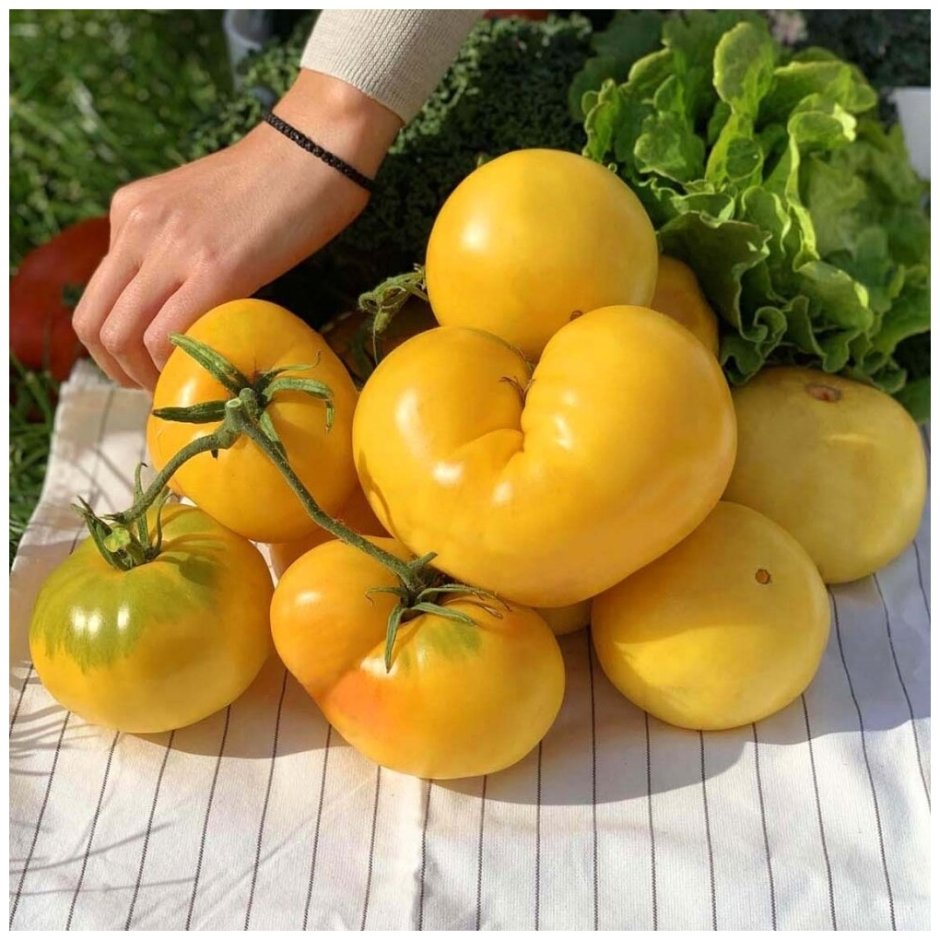 Урожайные томаты f1