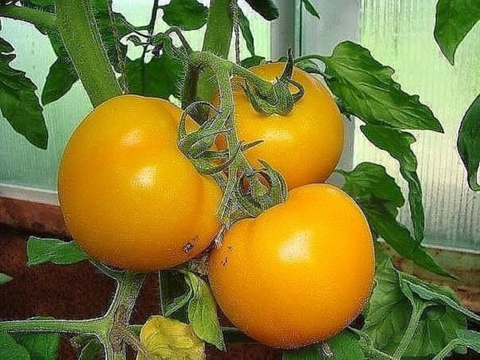 Гавриш томат осенний багрянец