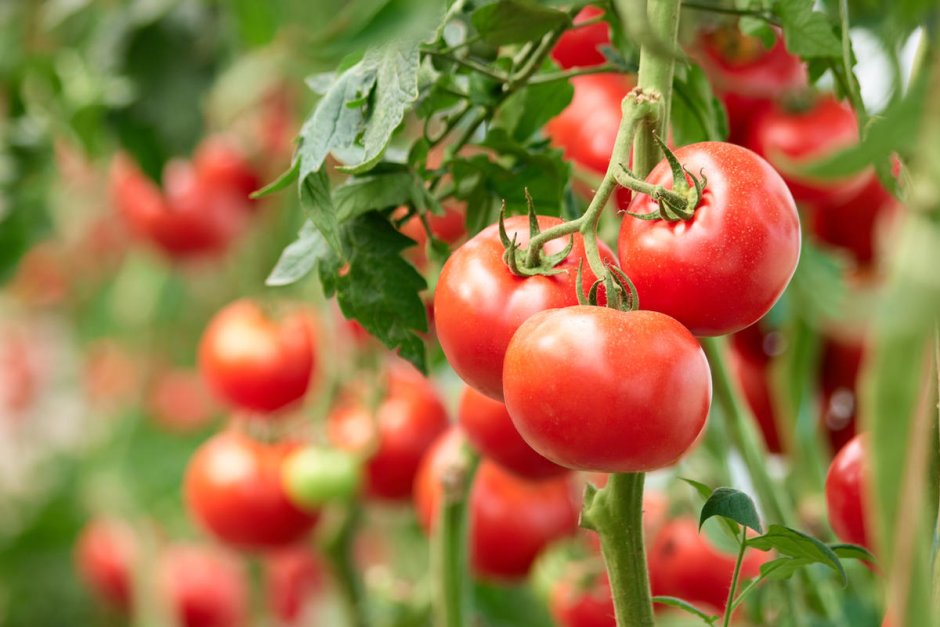 Вкусные грядки каталог томатов на 22 год