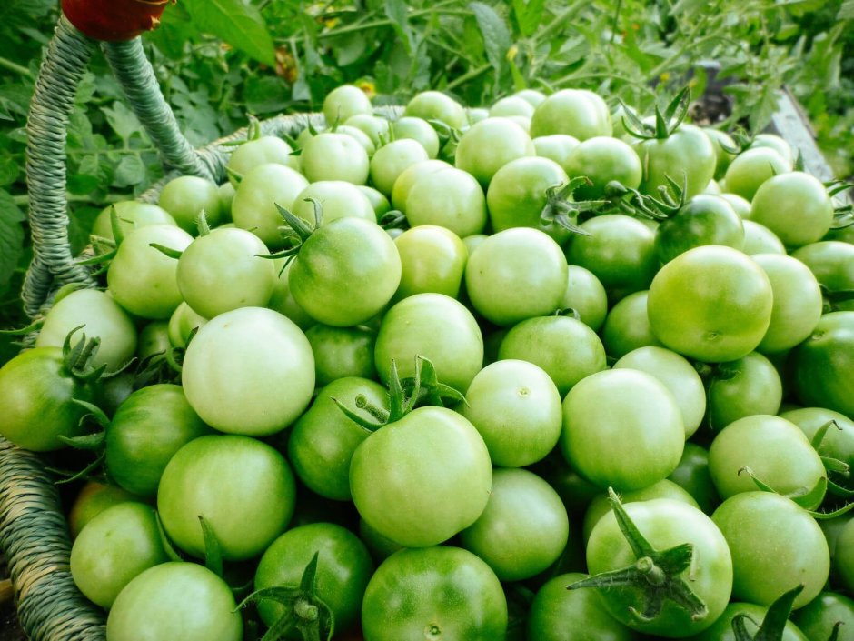 Семена томат Король королей