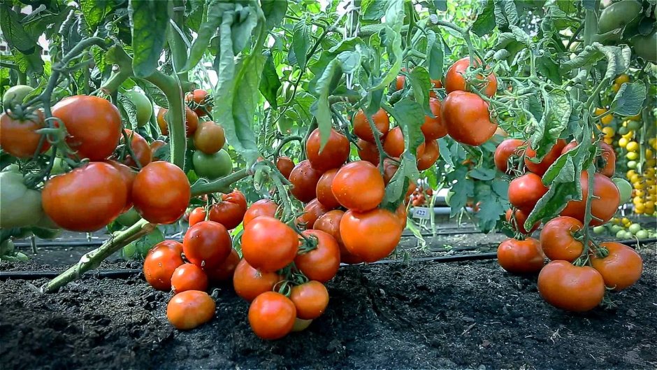 Крупные помидоры на грядке