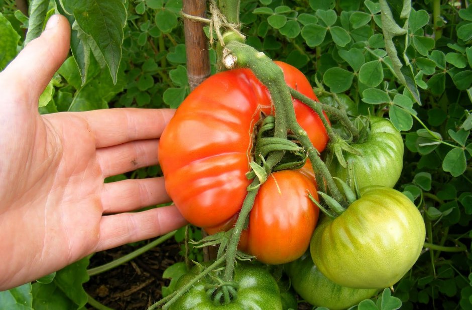 Фасциация томатов
