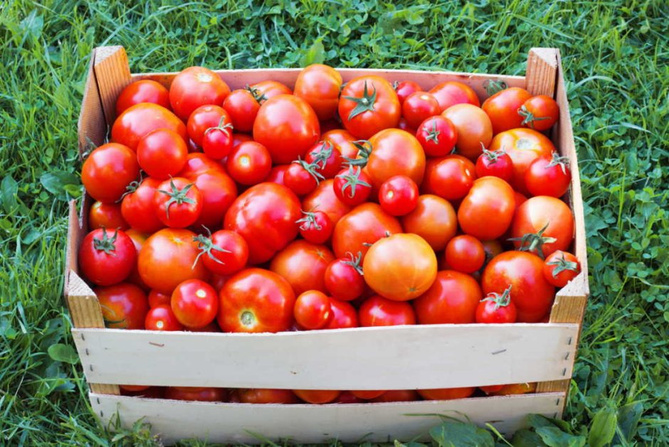 Большой урожай помидор