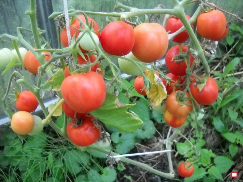 Кусты помидоров на даче