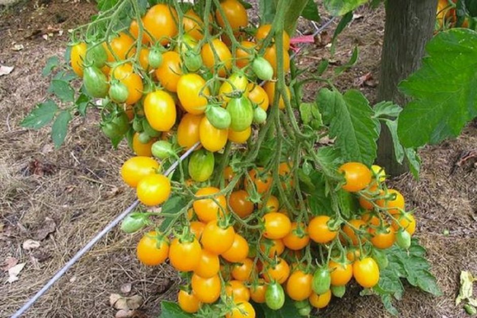 Помидор томат на грядке