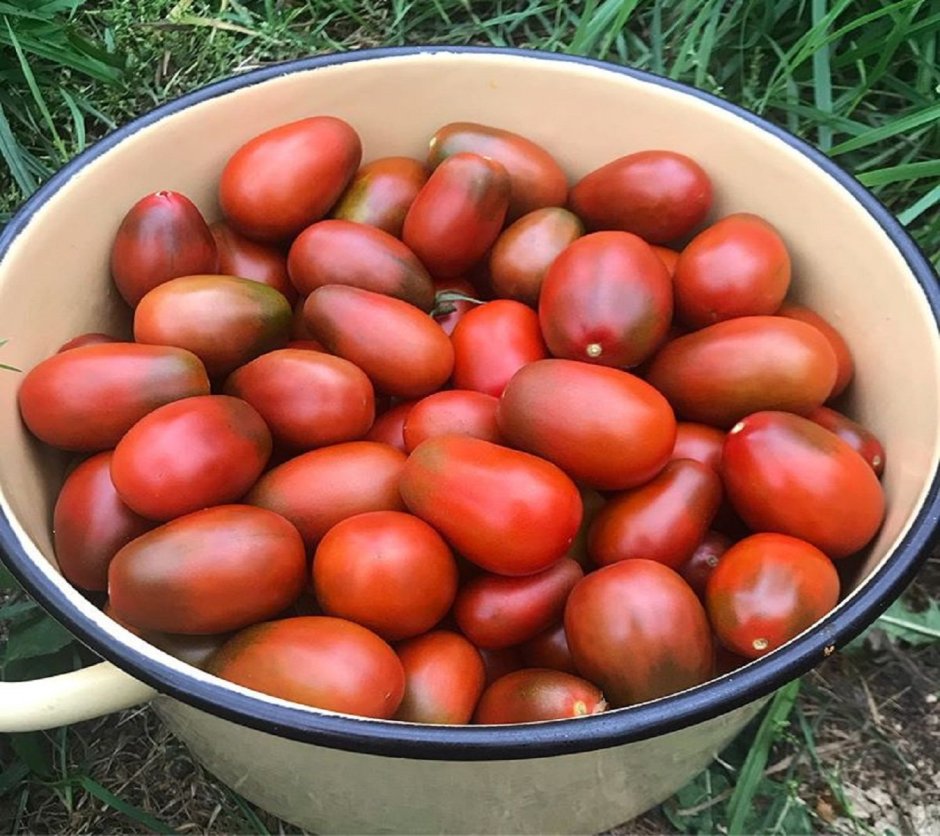 Узбекские помидоры сорт Фенда