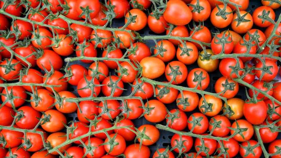 Плантации помидоров в Азербайджане
