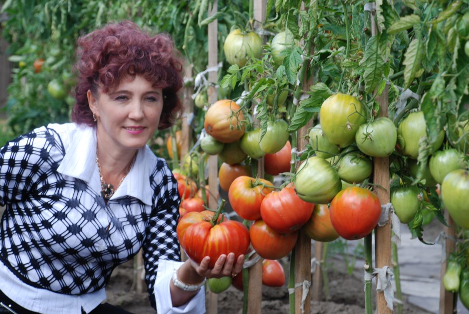 Наталья Щербинина Минусинск помидоры