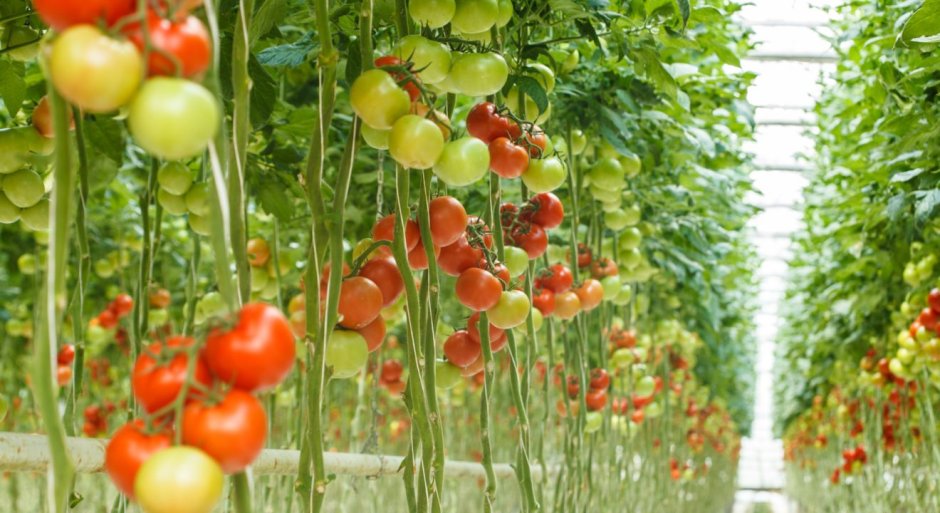 Посадка томатов вверх тормашками