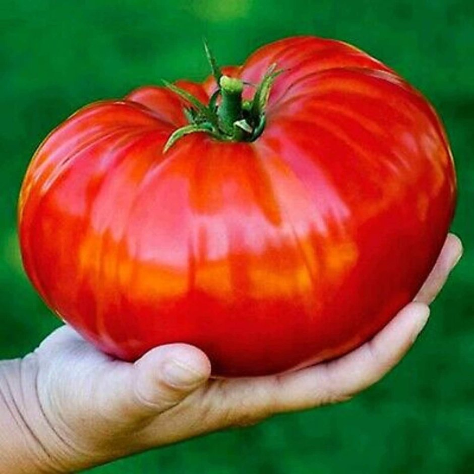 Сорт помидор Сибирский гигант