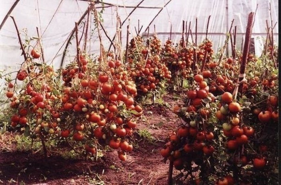 Высокий куст помидор