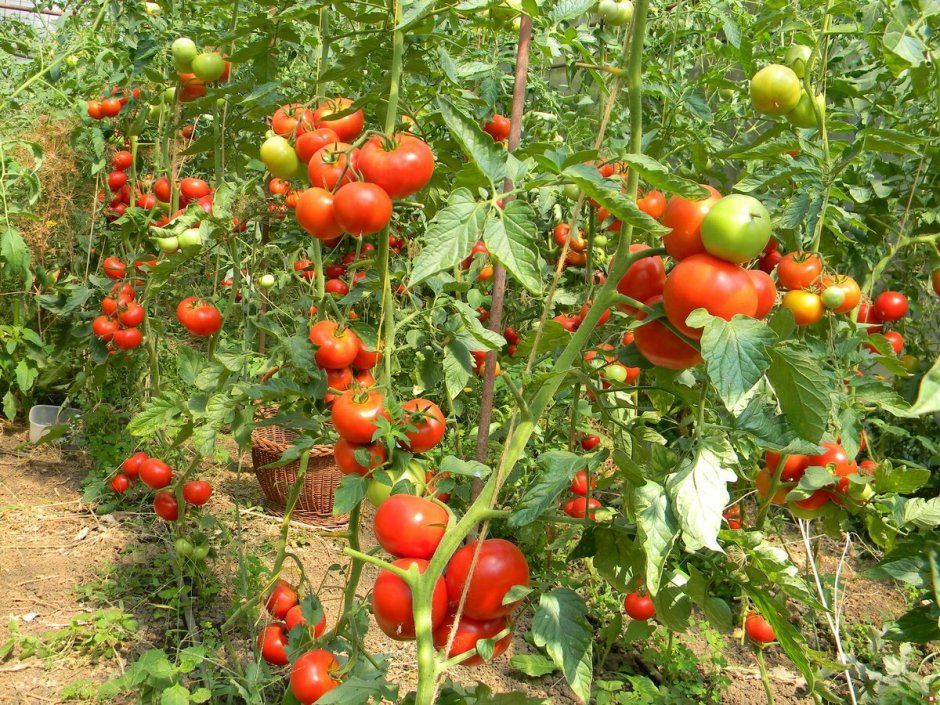 Огород23 томаты