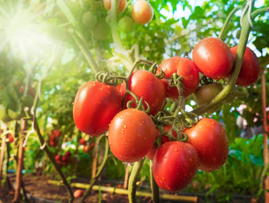 Плантация помидоров