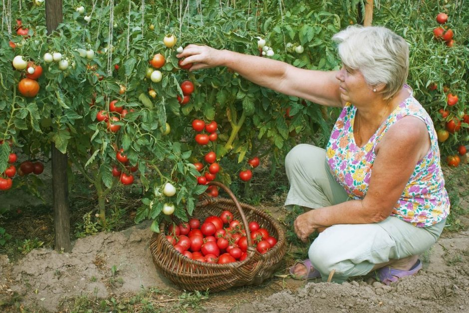 Урожайный огород с Татьяной томаты 2020