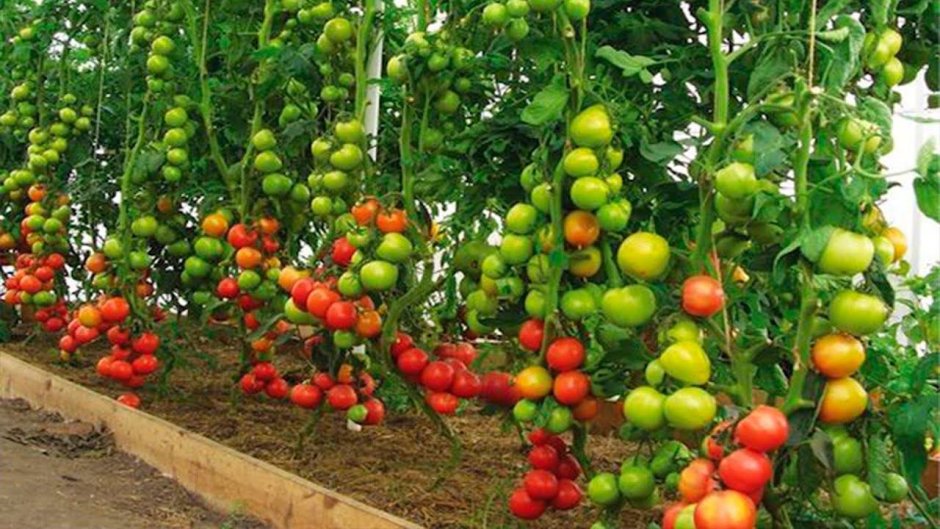 Большой урожай томатов