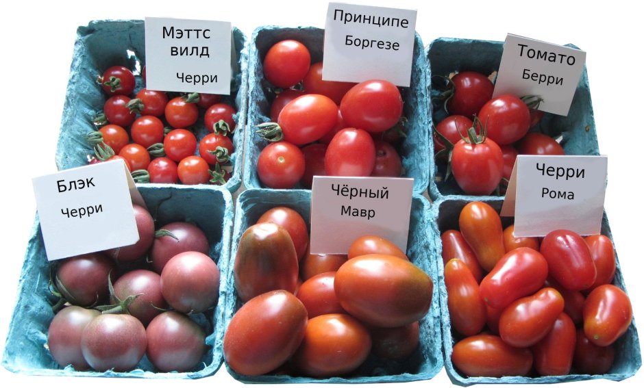 Дефицит кальция у томатов