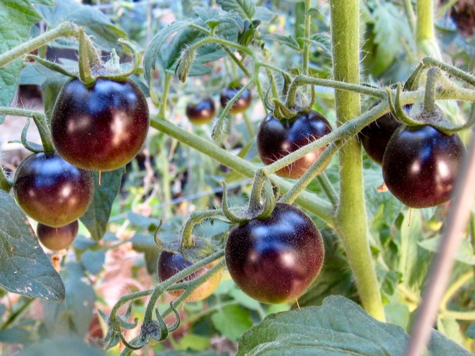 Низкорослые томаты черных сортов