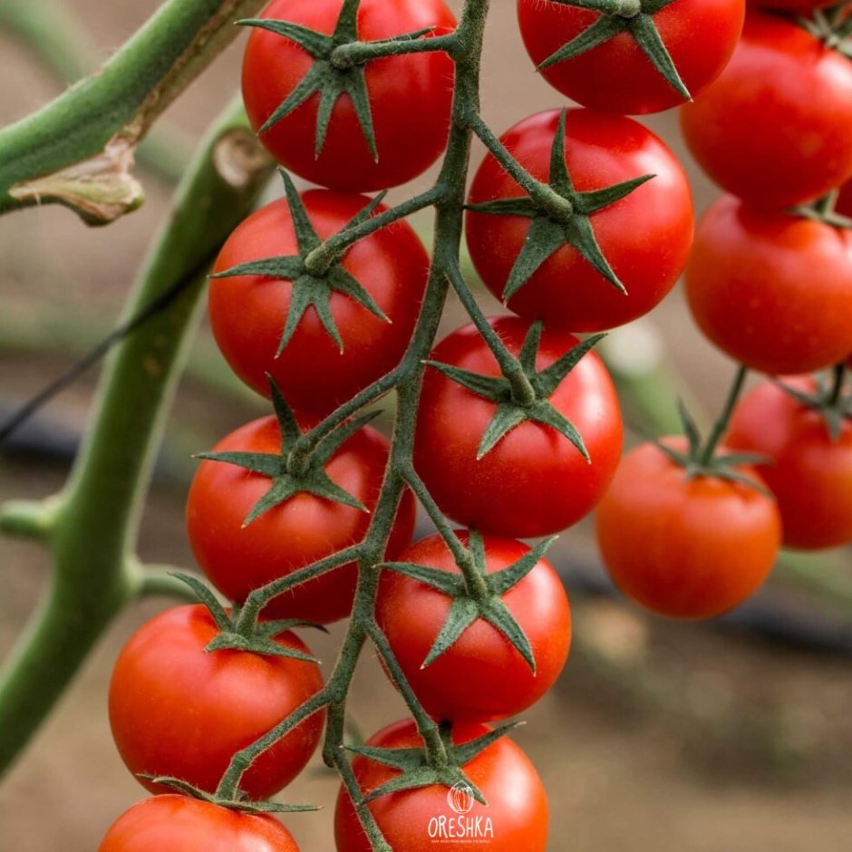 Сорта помидор для теплицы самоопыляемые