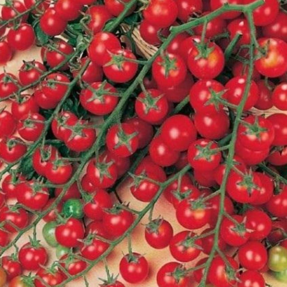 Подвязка детерминантных томатов