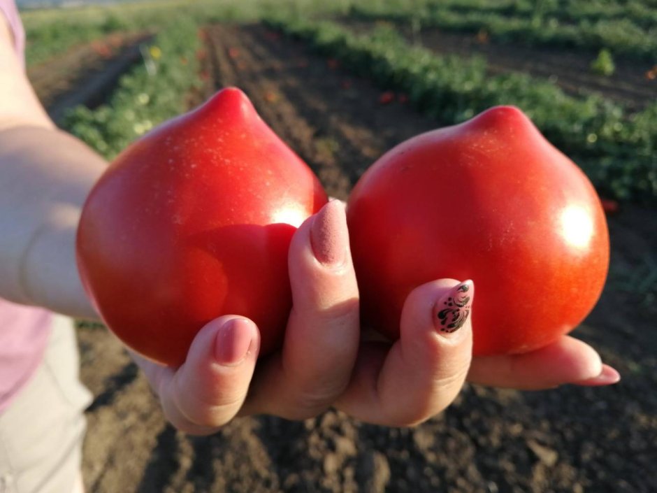 Малосемянные сорта томатов