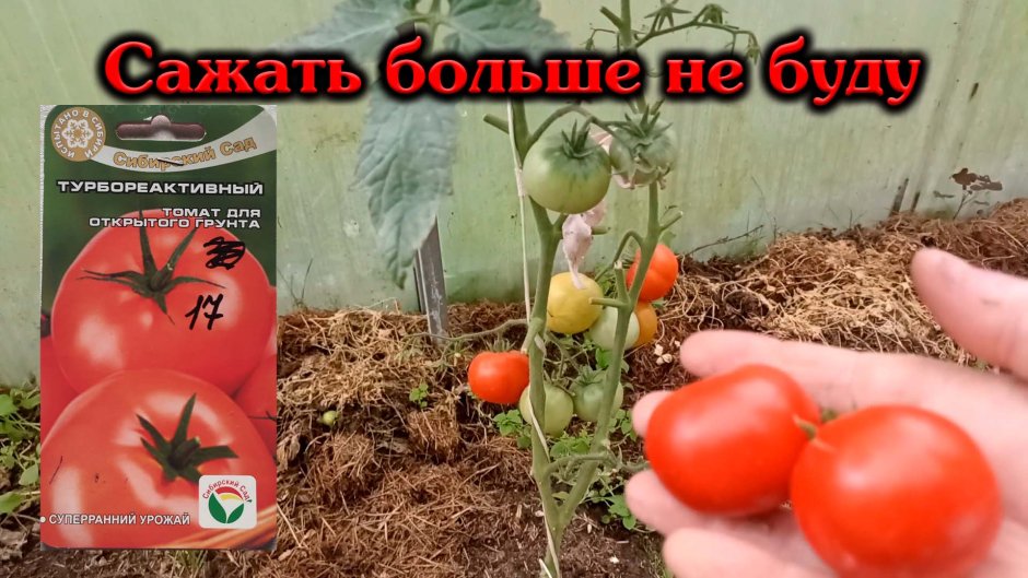 Командор томаты тепличные