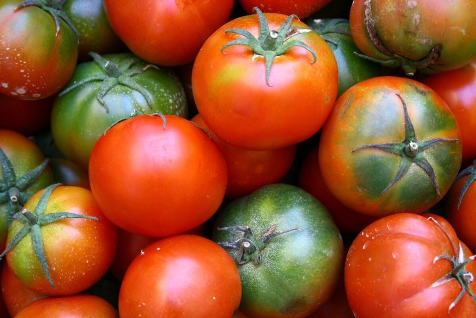 Запотек ребристый томат