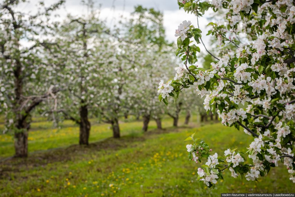 Яблоневый сад Липецк