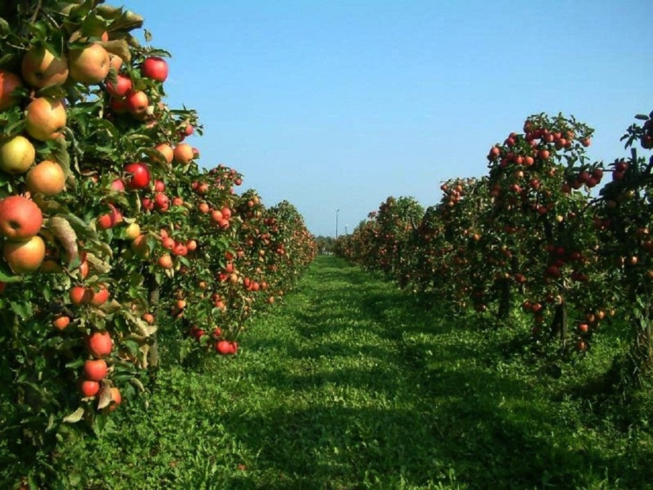 Хвалынск сады яблоки