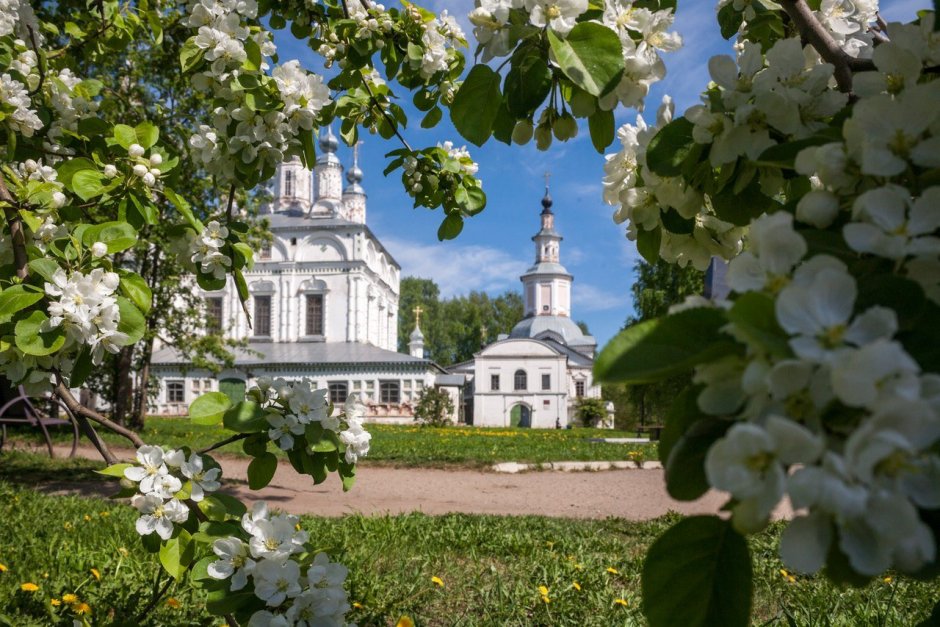 Яблоневый сад Санкт-Петербург в цветении