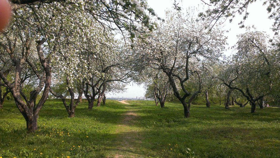 Яблоневый сад Капотня