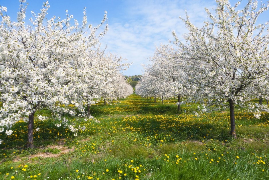 Яблоневый сад Калуга