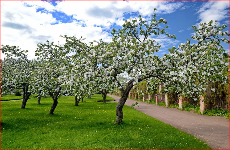Яблони в Петергофе