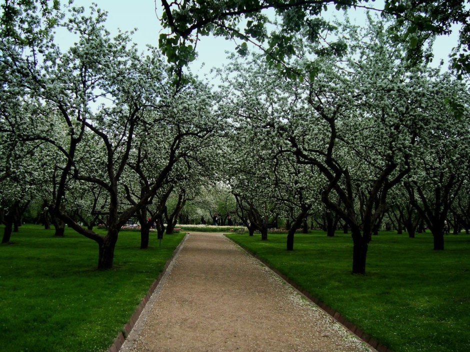 Коломенское Яблоневый сад