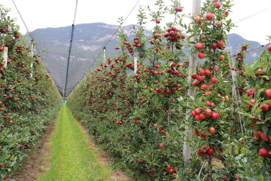 Яблоневые поля в Кабардино Балкарии