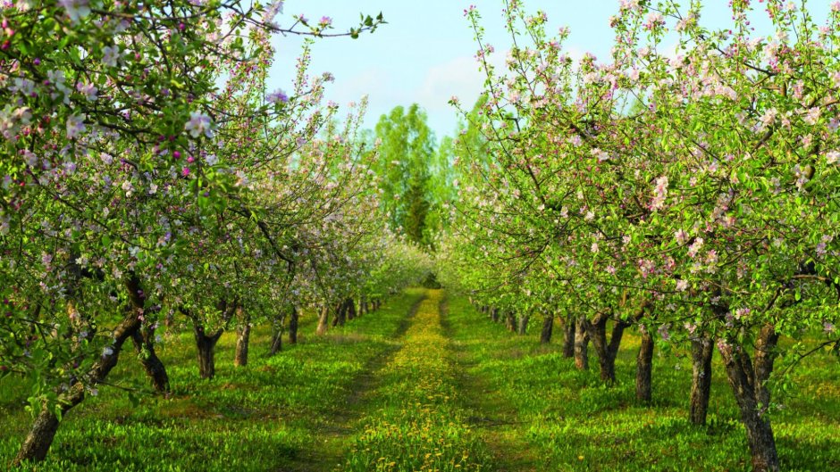 Ясная Поляна яблоневые сады весной
