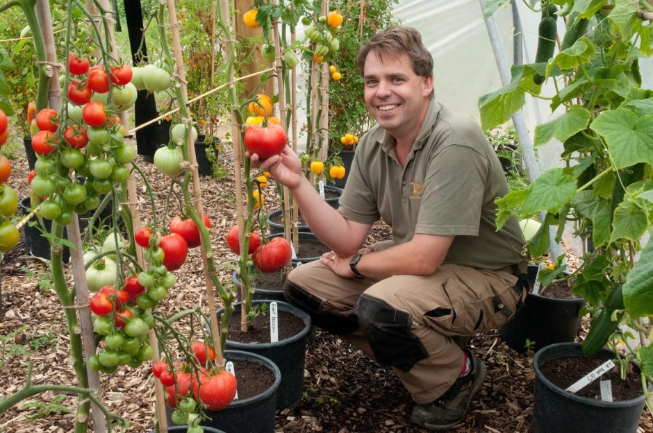 Садовник с томатами
