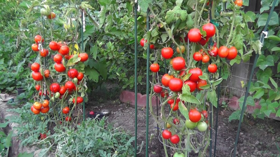 Дачница помидоры