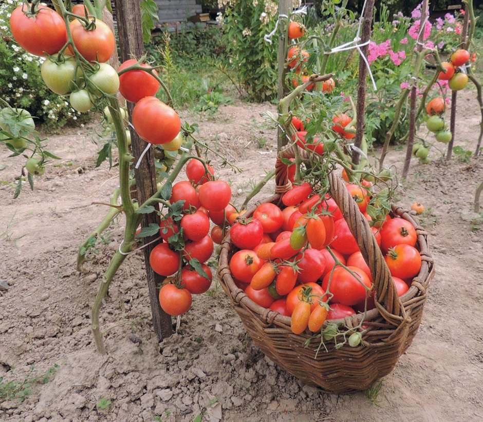 Урожайный сорт ранних томатов высокорослых