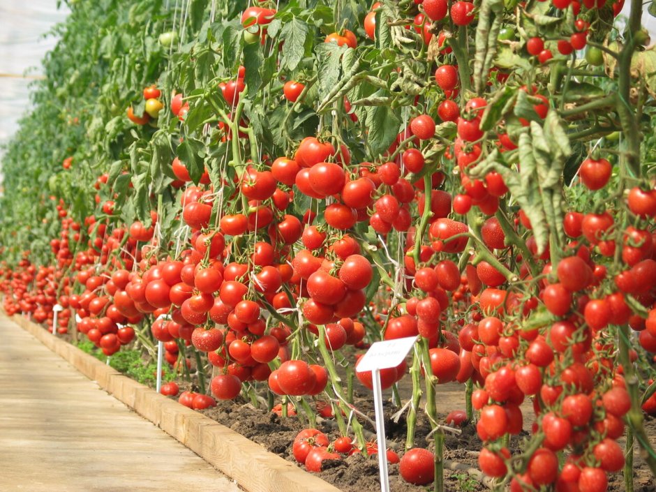 Урожайные томаты для теплиц