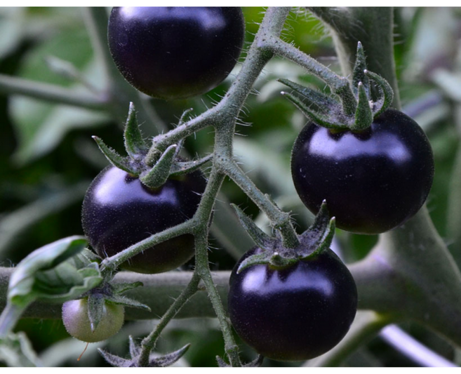 Семена томата чёрный Айсберг-
