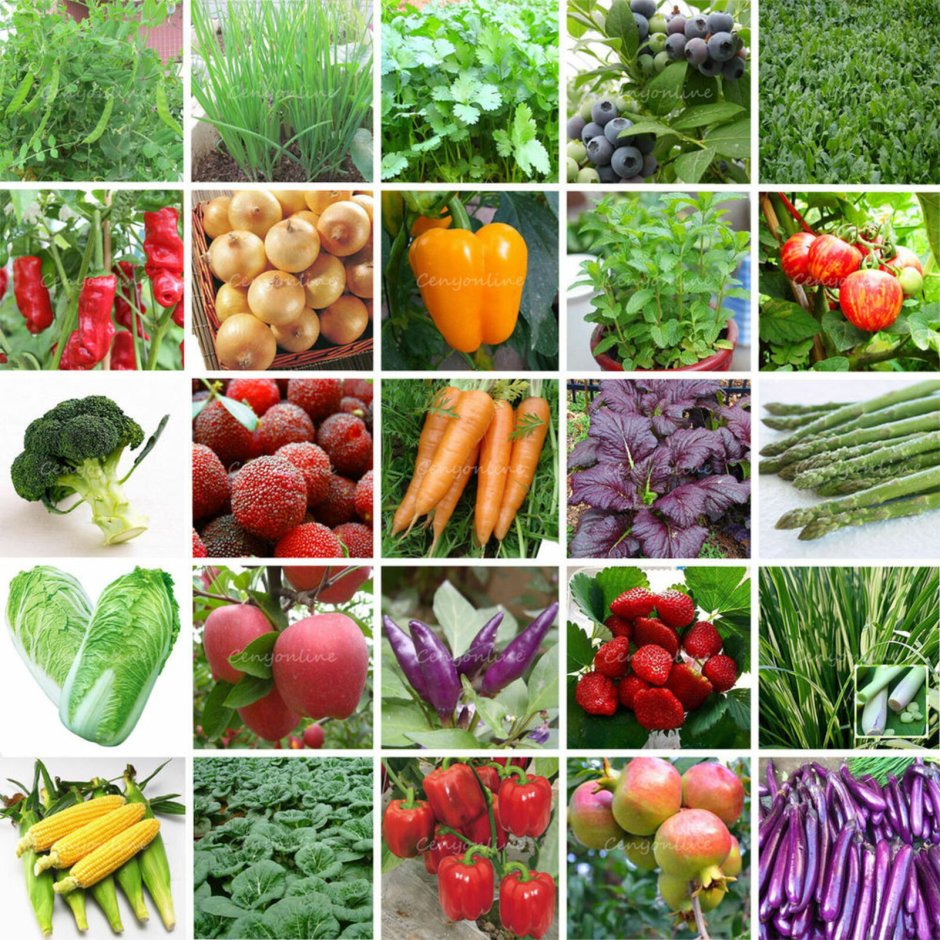 Разнообразие овощей