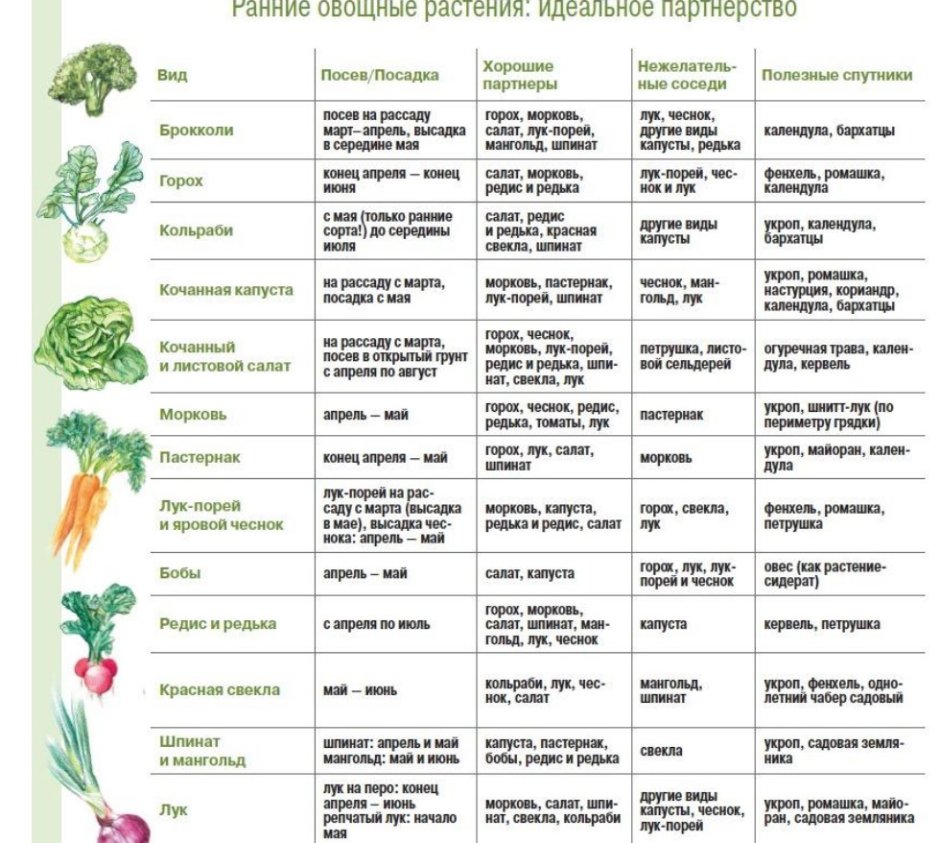 Сроки посева овощных культур таблица