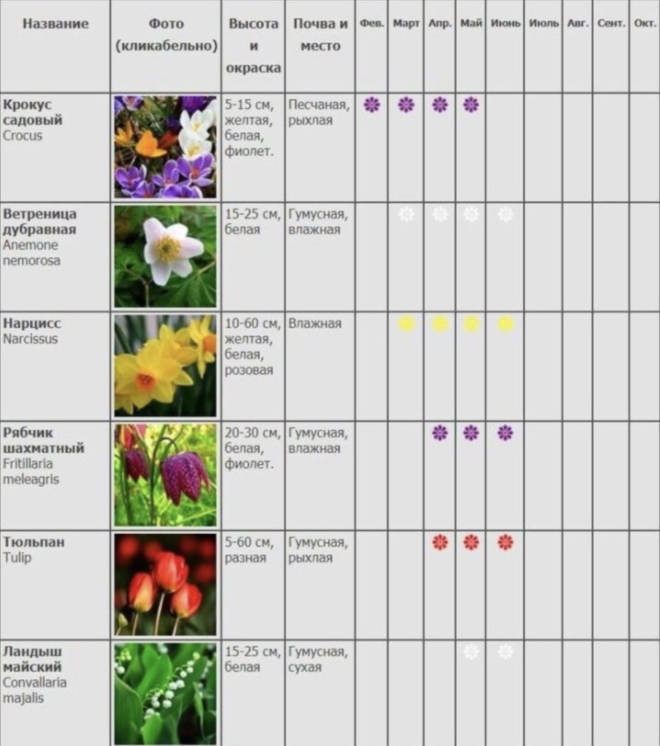 Таблица цветения многолетников