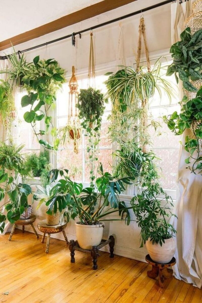 Тенелюбивые вьющиеся комнатные растения