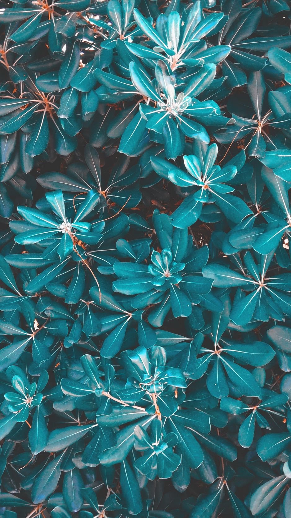 Растения с голубыми листьями