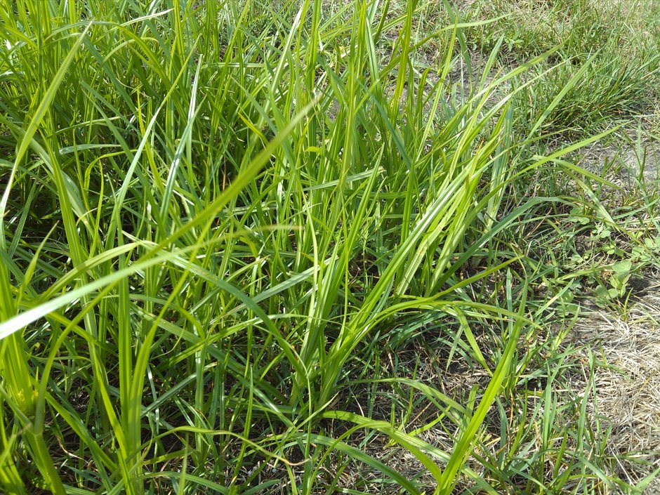 Сорная трава Вьюнок