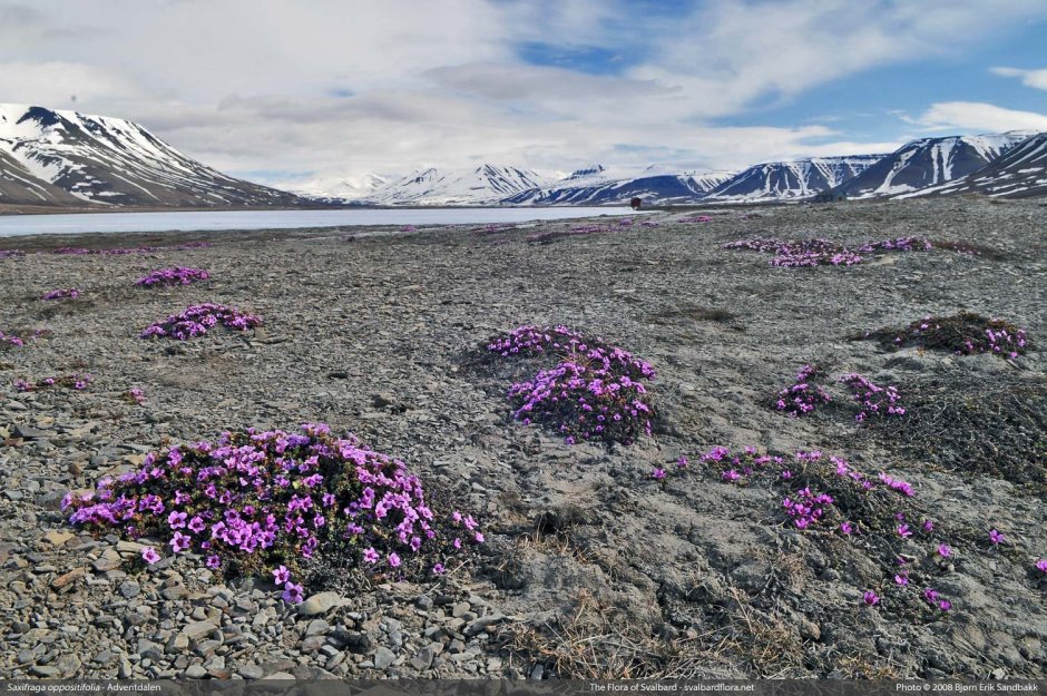 Арктические пустыни растения камнеломка